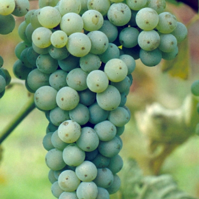 Sauvignon Gryn
